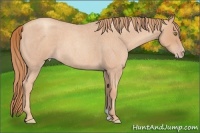 Horse Color:Gold Champagne Roan
