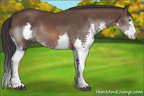 Horse Color: Brown Splash 