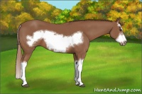 Horse Color:Chestnut Splash Frame