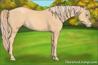 Horse Color:Gold Champagne 