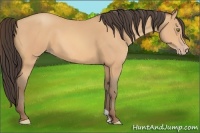 Horse Color:Amber Champagne 
