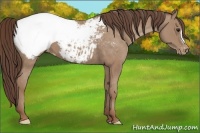 Horse Color:Classic Champagne Appaloosa 