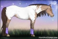 Horse Color:Amber Champagne Appaloosa 