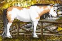 Horse Color:Buckskin Sabino Splash Frame 