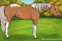 Horse Color:Silver Bay Tobiano