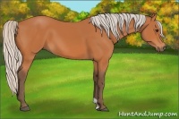 Horse Color:Silver Bay 