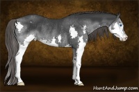 Horse Color:Black Splash Appaloosa Rabicano 