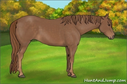 Horse Color: Chestnut 
