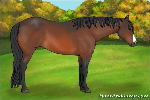 Horse Color: Bay 