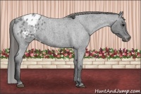 Horse Color:Blue Roan Blanket 