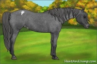 Horse Color:Blue Roan Blanket 