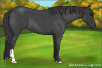 Horse Color:Blue Roan 