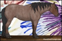 Horse Color:Bay Roan 