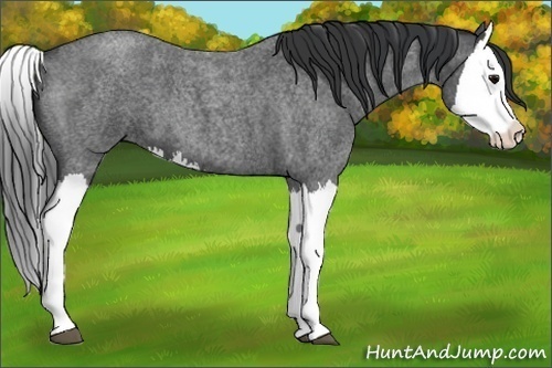 Horse Color:Blue Roan Splash 