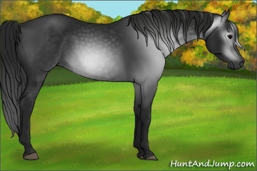 Horse Color:Gray Black 