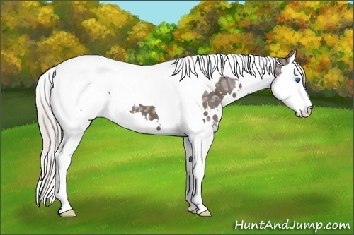 Horse Color: White Spotted Silver Black Ice Splash Tobiano 