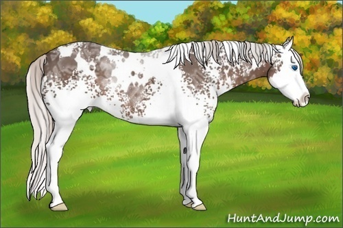 Horse Color: White Spotted Silver Black Ice Splash 