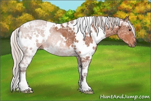 Horse Color: White Spotted Silver Bay Ice 