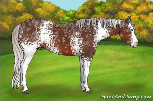 Horse Color: White Spotted Silver Brown Ice Sabino Splash 