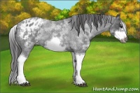 Horse Color:White Spotted Blue Roan Splash Frame Appaloosa 
