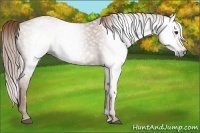 Horse Color:Gray Chestnut 