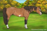 Horse Color:Bay Splash Frame  Brindle