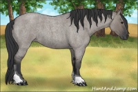 Horse Color:Grullo Roan Tobiano