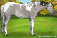 Horse Color:Grullo Ice Tobiano Rabicano 