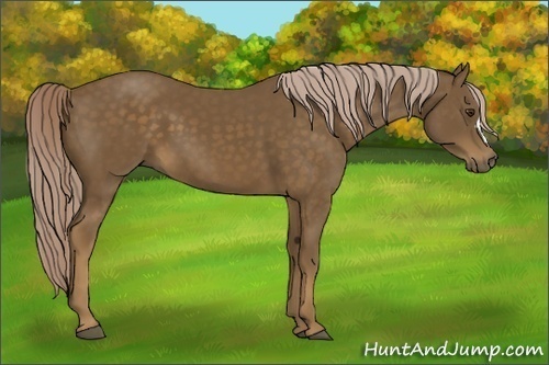 Horse Color: Chocolate Palomino 