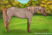 Horse Color:Red Roan 
