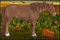 Horse Color:Chestnut Sabino 