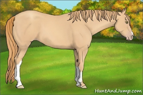 Horse Color: Gold Champagne 