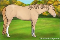 Horse Color:Gold Champagne 