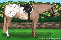 Horse Color:Chestnut Appaloosa 