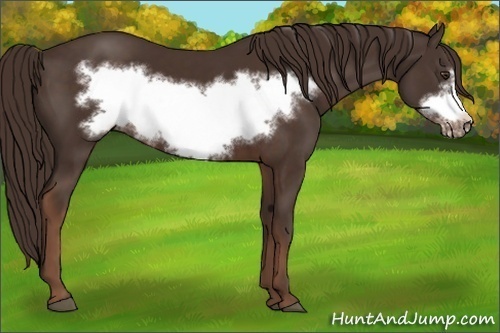 Horse Color:Unknown 