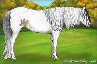 Horse Color:Gray Bay Dun Splash Tobiano Blanket 