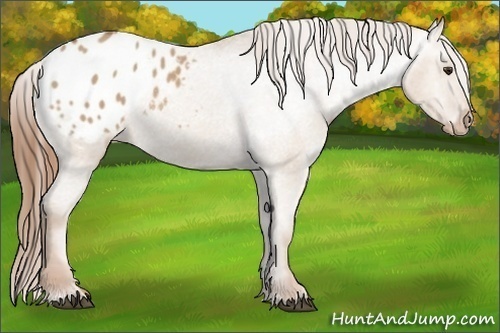 Horse Color:Red Dun Appaloosa 