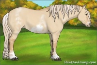 Horse Color:White Spotted Red Dun Frame 
