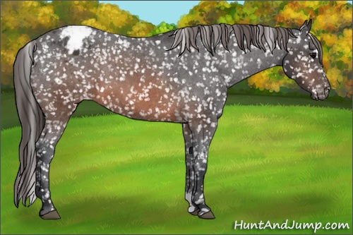 Horse Color: Brown Blanket 