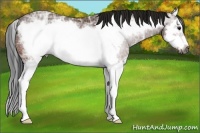 Horse Color:Gray Bay Ice Splash Frame Rabicano 