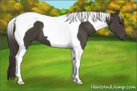 Horse Color:Smoky Black Tobiano 