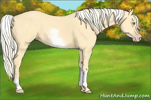 Horse Color:White Spotted Gold Cream Champagne 
