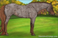 Horse Color:Liver Red Roan 