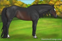 Horse Color:Brown Sabino Rabicano 