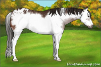 Horse Color:Gray Bay Sabino Splash Frame Appaloosa 