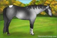 Horse Color:Gray Black Tobiano 