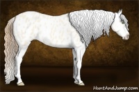 Horse Color:Gold Champagne Roan Dun Splash Tobiano Frame Appaloosa Rabicano 