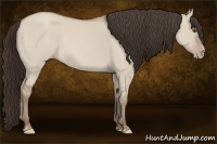 Horse Color:Classic Champagne Dun 