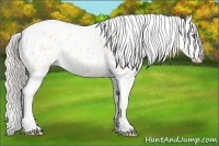 Horse Color:Silver Amber Champagne Roan Dun Splash Tobiano Frame Blanket Rabicano