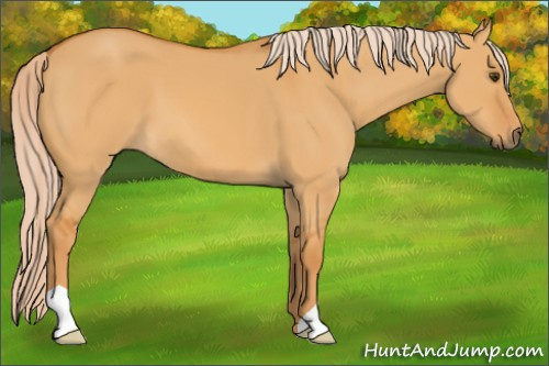 Horse Color: Palomino Dun 